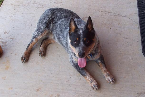 Australian Cattle Dog photos complements of Whitehouse Ranch