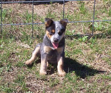 Australian Cattle Dog photos complements of Whitehouse Ranch